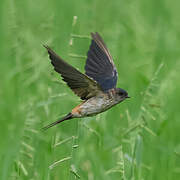 Eastern Red-rumped Swallow