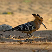 Madagascar Hoopoe