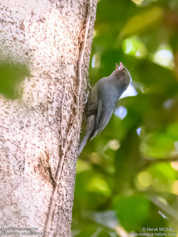 Nuthatch Vanga