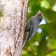 Nuthatch Vanga