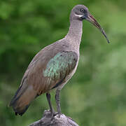 Hadada Ibis