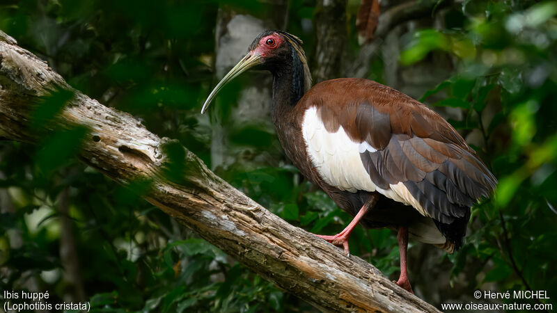 Ibis huppéadulte