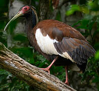 Madagascar Ibis