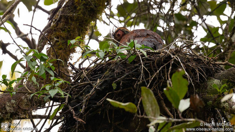 Ibis huppéadulte, Nidification