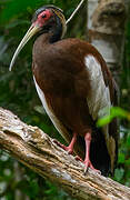 Madagascar Ibis