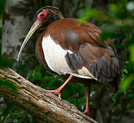 Madagascar Ibis