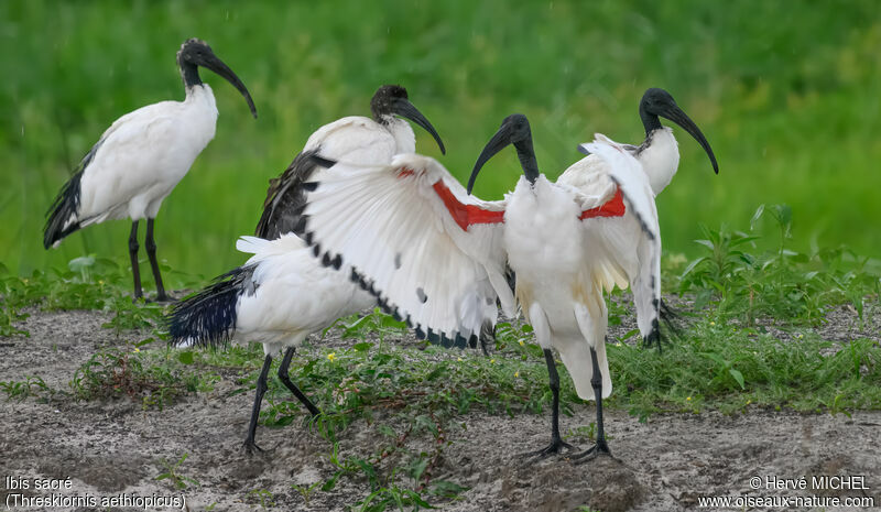 African Sacred Ibis