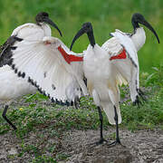 African Sacred Ibis