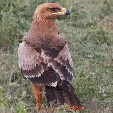 Aigle ravisseur