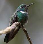 Colibri à collier blanc