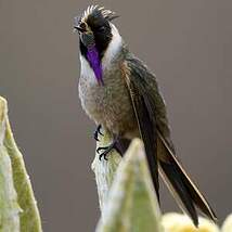 Colibri fauve