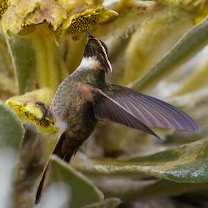 Colibri fauve