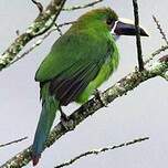 Toucanet des Andes