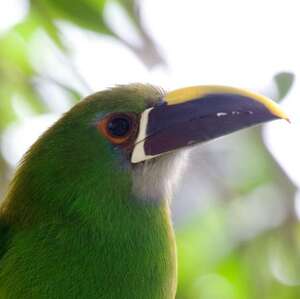 Toucanet des Andes