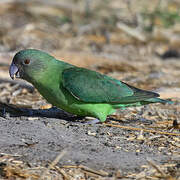 Grey-headed Lovebird