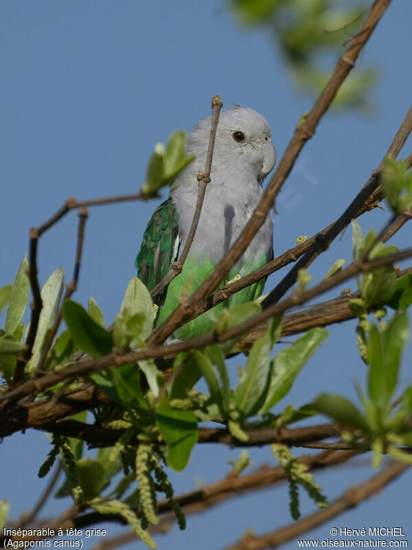 Grey-headed Lovebird male adult