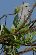 Grey-headed Lovebird