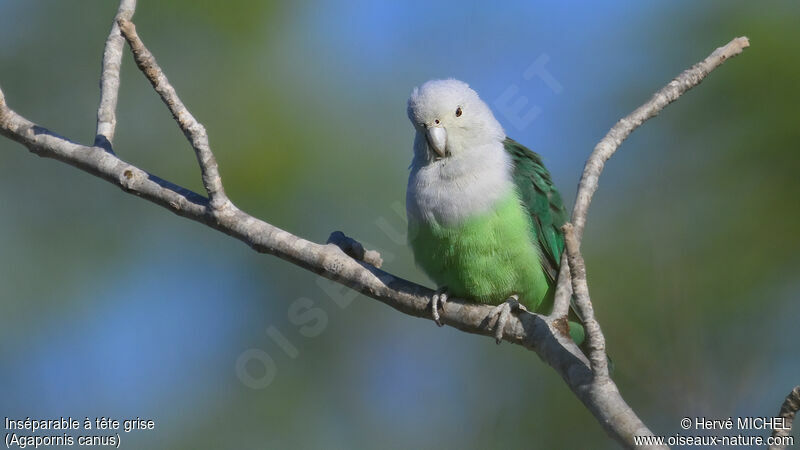 Grey-headed Lovebird male adult