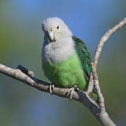 Grey-headed Lovebird