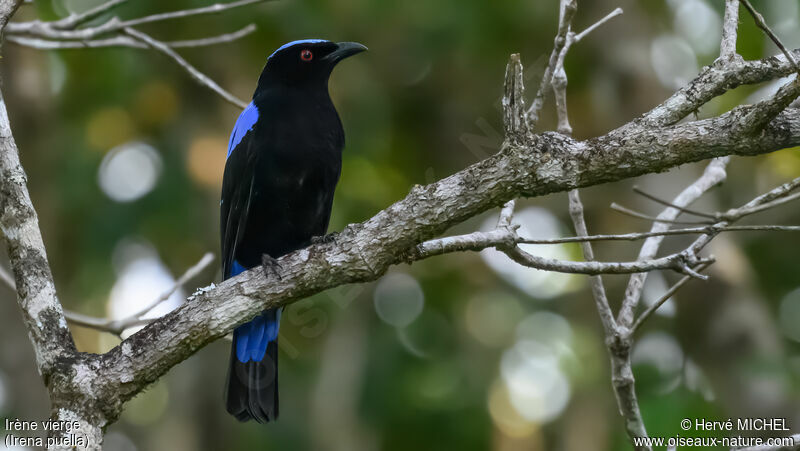 Asian Fairy-bluebird male adult