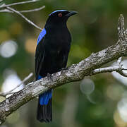 Asian Fairy-bluebird