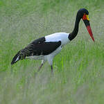 Jabiru d'Afrique