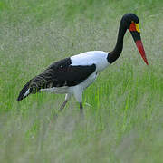 Saddle-billed Stork