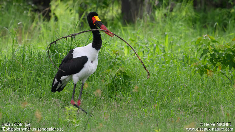 Jabiru d'Afrique mâle adulte nuptial