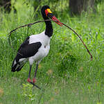 Jabiru d'Afrique