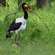 Saddle-billed Stork