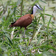 Jacana à poitrine dorée