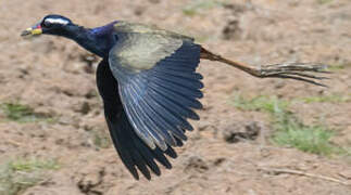 Bronze-winged Jacana