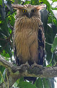 Buffy Fish Owl