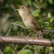 Common Grasshopper Warbler