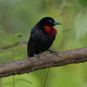 Blue-billed Malimbe