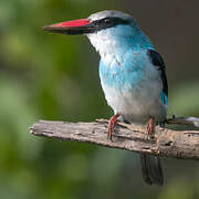 Blue-breasted Kingfisher