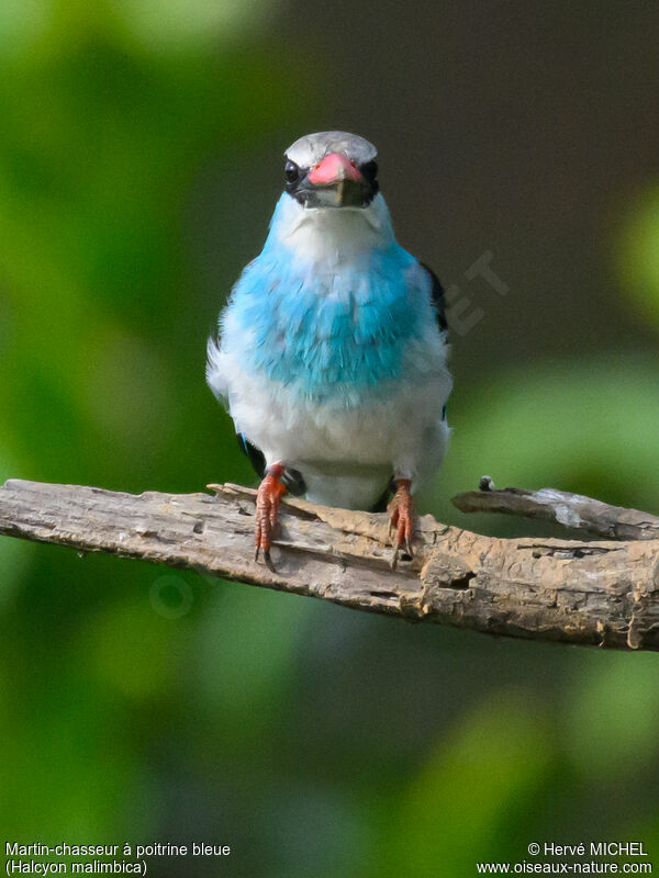 Blue-breasted Kingfisher