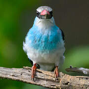 Blue-breasted Kingfisher