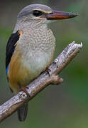 Grey-headed Kingfisher