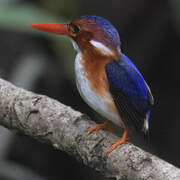 White-bellied Kingfisher