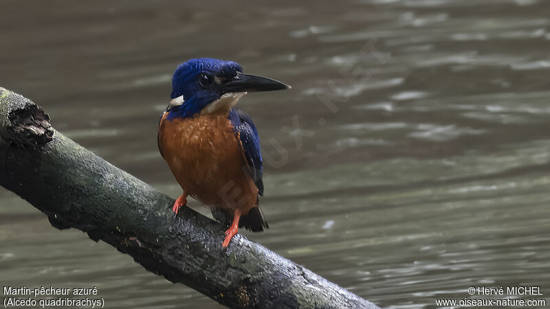 Shining-blue Kingfisher