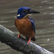 Shining-blue Kingfisher