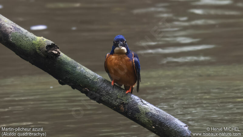 Shining-blue Kingfisher