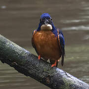 Shining-blue Kingfisher