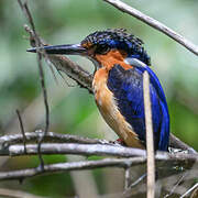 Malagasy Kingfisher