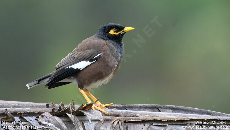 Common Myna