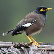 Common Myna