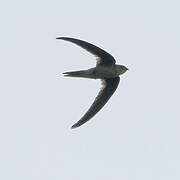 Asian Palm Swift