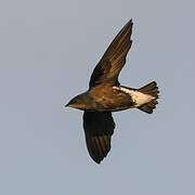 Silver-backed Needletail