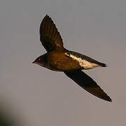 Silver-backed Needletail